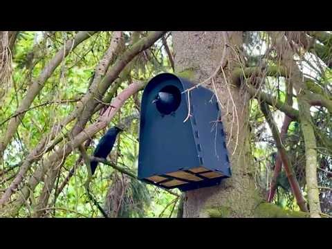 Jackdaw Nest Cam LIVE