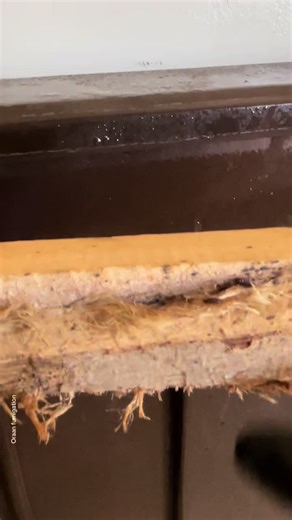 Effective Bedbug Control Solutions by Oraan