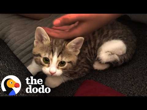 Veterinarian Brings Home Disabled Kitten For His Daughter | The Dodo