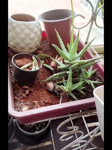 This Is My Happy Place 💚My garden!#gardening #plants