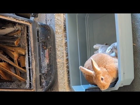 The morning bunny rabbit routine