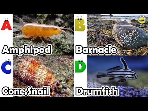 Amazing sea animals | ABC Sea Animals song | English and Animals for Kids #amphipod