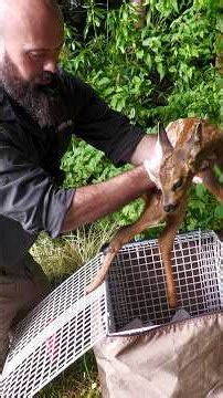 Worried Mom Watches Rescuers Rush To Help Her Sick Baby Deer | The Dodo