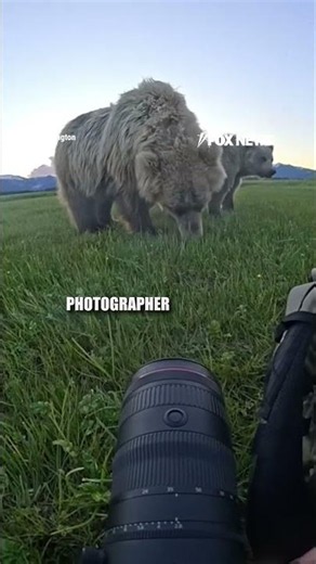 SEE IT: Photographer stands his ground as MASSIVE bear approaches #shorts