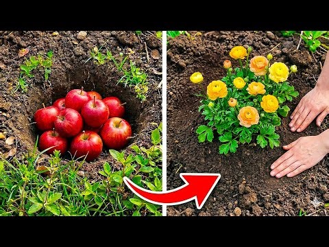 Is She Hiding or Preserving Apples? Weird Food Preservation Tricks That Work 🔥