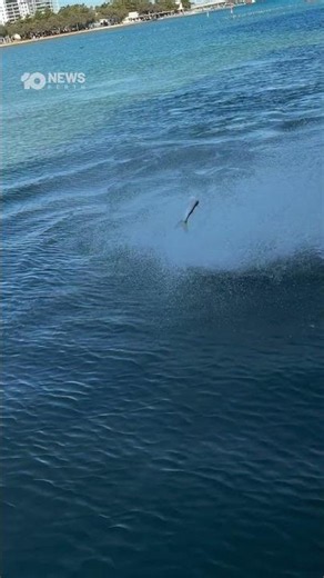 Wild Moment Dolphin Hits Man With Flying Fish | 10 News
