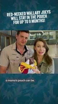 Bindi Irwin & Chandler introduce you to Sonny the wallaby joey, a patient at our Wildlife Hospital 🦘