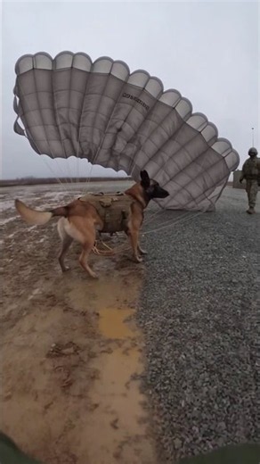 Military K9 Dog Makes an Incredible Parachute Landing! 🐕🪂🔥