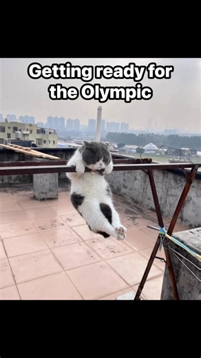 Cat going to join the Olympic Games #reelschallenge #kitty #cat #Olympics | Kou Yang