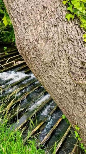 Relaxing Walks UK | England's Green & Pleasant Land | The Ribble Valley #shorts