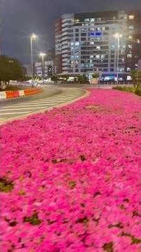 Day in the life of a web dev and graphic designer living and working in Dubai. #dubai #dailyvlog