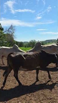 Another giant steer has arrived for fattening in the feedlot.
