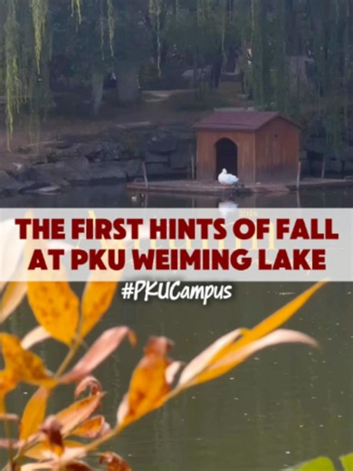 POV: taking a walk by Weiming Lake on an autumn afternoon.🍂 📹: Cao Mengyao #PKUCampus #DiscoveringPKU