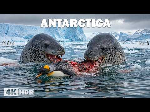 EXTRE ANTARCTICA | Survival in the Last World of Ice | Nature Animal Documentary