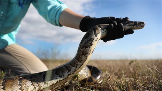 Raccoons and possums with tracking devices used to locate invasive pythons in Florida