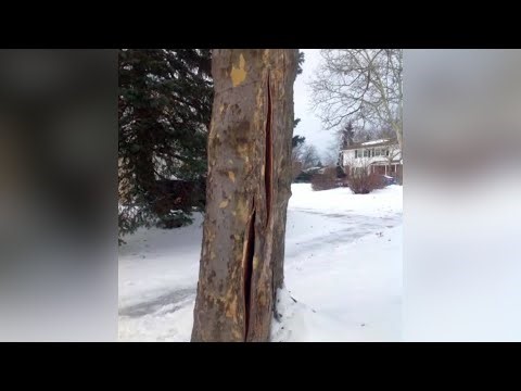 Are trees really 'exploding' in the cold? Here’s what’s actually happening