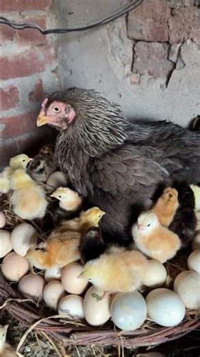 3 Broody hens hatched many chicks together