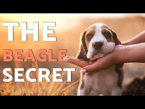 Why BEAGLES Are the Ultimate TRACKING MACHINES! 🧬👃 (Beagle Secrets Explained)