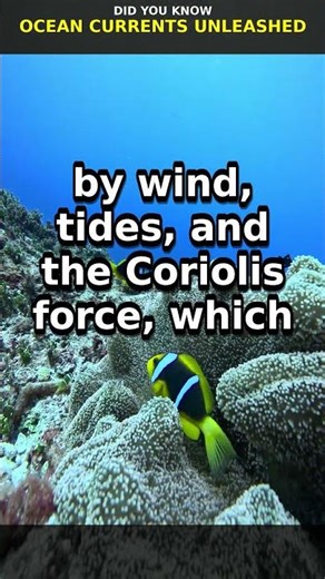 Ocean Currents Unleashed