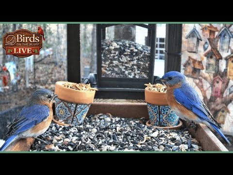 Bird Feeders LIVE STREAMING NOW ** 4 in 1 Cameras ** 04/21/2026