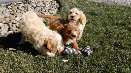 Cockapoo puppy for sale