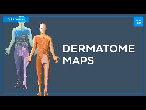 Dermatome maps - Quick Anatomy | Kenhub