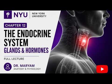Chapter 12: The Endocrine System – Glands & Hormones | Anatomy and physiology