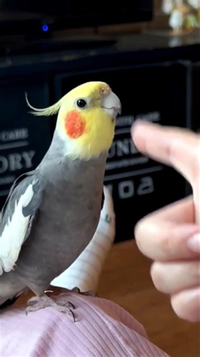 This cutiepie is here to make your day brighter! 🎶🦜☺️ #cockatielscraze
