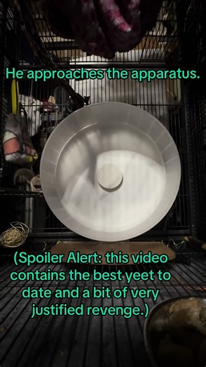 I am a multi species NYS DEC licensed wildlife rehabilitator from Long Island, New York. All of my work is volunteer and out of pocket for me. Please consider subscribing to help me help the animals in my care. Thank you! #LIWRR #FlyingSquirrels #SquirrelTok #chaos #WheelOfConsequence These are animals I rescued from an HVAC system in an old house. They are teenage southern flying squirrels who were too young to release so they are overwintering with me until spring time. The wheel is provided f