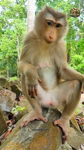 So adorable — Lila, the abandoned female monkey, is growing healthy and may start a new family