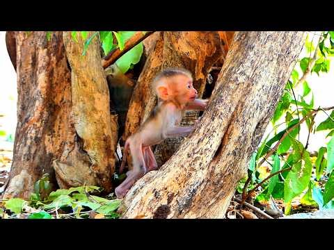 Baby Monkey Steely Seems Ready to Learn How to Climb Trees 🐒🌳