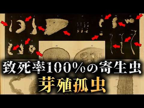 【未解明】致死率ほぼ100%の謎の寄生虫「芽殖孤虫」がヤバすぎた...。【 生物学 寄生虫学 】