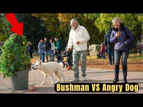 Bushman VS Angry Dog , Un Expect This Dog’s Reaction