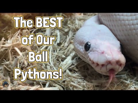 The Best of Our Ball Pythons - The Cutest and Funniest Snakes Out There! 🐍