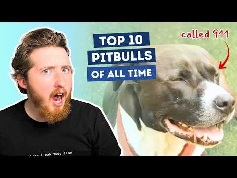 Dog Calls 911 Multiple Times After Human Collapses