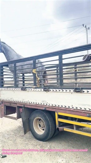 Horse Transport: A Naughty Horse Gets Into Trouble