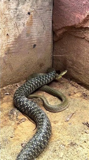 "The Beauty of Water Snakes 🌊🐍" #naturelovers #snake #animals #snakevideo #wildanimals