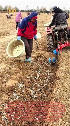 Silver Stalk Vegetable Harvester | Farm Root Crop Harvest Machine
