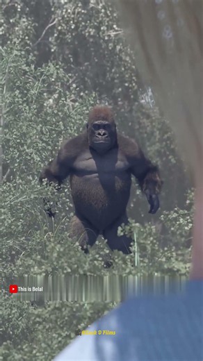 He Raised a Baby Gorilla for 5 Years… Then They Reunited After Another 5!