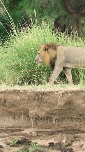 LIONS in the WILD! New Membership Video Out Now! #cat #wildlife #nature