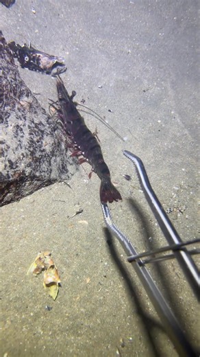 Fishing at the bottom of the sea | Sea Cucumbers