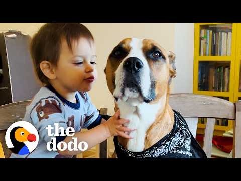 Hyper Puppy Becomes The Gentlest Big Brother To New Baby | The Dodo
