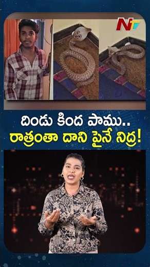దిండు కింద పాము.. రాత్రంతా దాని పైనే నిద్ర! | NTV Global