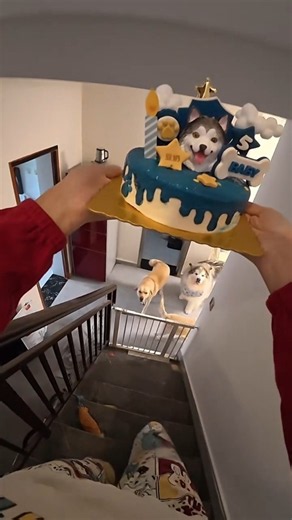 The owner celebrated all the puppys' birthdays with a single cake.
