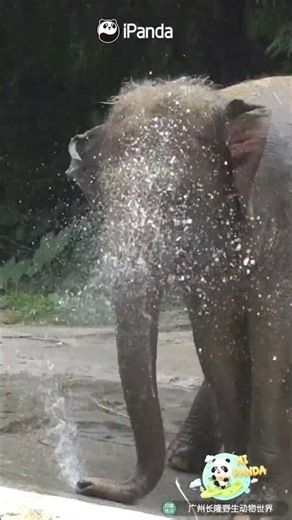 Asian Elephant VS. Water Hose | iPanda #shorts