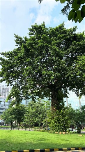 DJI drones have the best obstacle avoidance system in commercial drone field - DJI MINI 4 PRO