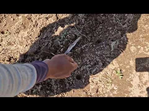 TRICK TO PLANT HUNDREDS OF CORN SEEDS IN PLANTING HOLES! - Agriculture farming