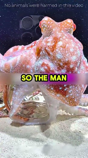 He Saved a Dying Octopus… What It Did Next Will Shock You🐙💙