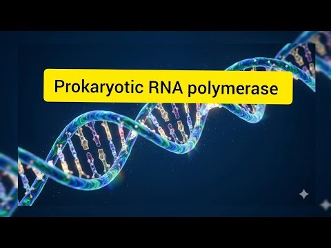 Prokaryotic RNA polymerase