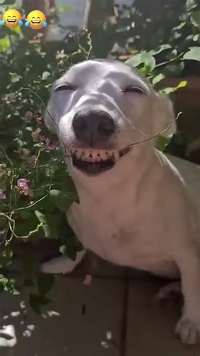 Crazy epic fails 😂😂 😂 #shorts #memes #fails #funnymoments